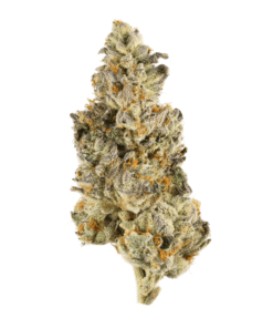 Buy Banana Sundea Strain